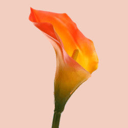 COLOR CALLAS ORANGE 50cm