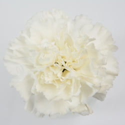 CARNATION MOONLIGHT WHITE 25ST Select