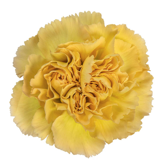 CARNATION MUSTARD DARK YELLOW 25ST Fancy