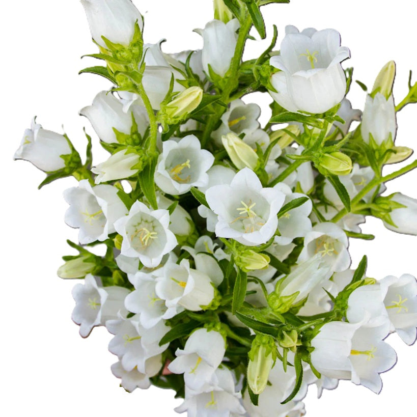 CAMPANULA 50cm WHI Champion White 10st 10 St(Stems)