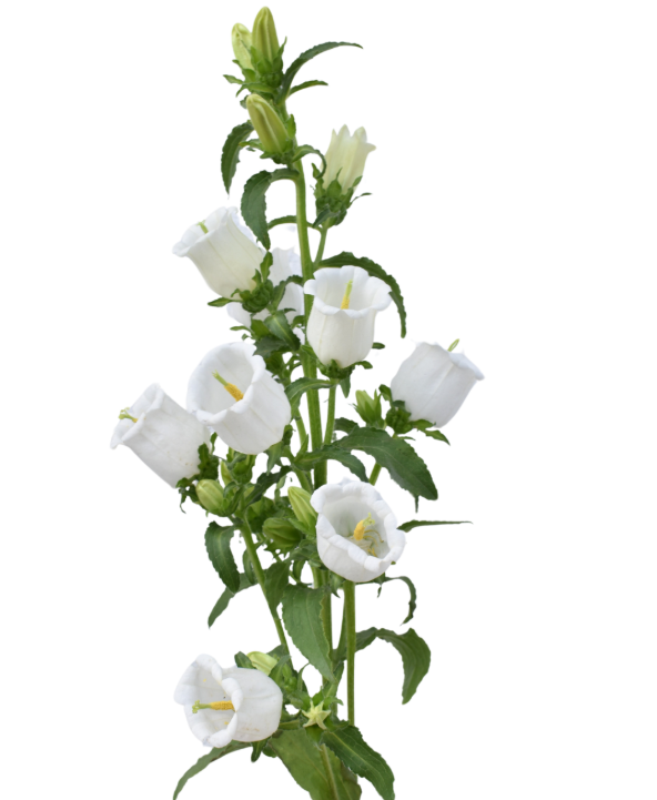 CAMPANULA WHITE 10ST 60cm