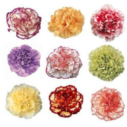 CARNATION NOVELTY 25ST Fancy
