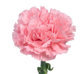 CARNATION PINK CORVETTE 25ST Select