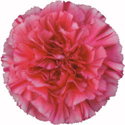 CARNATION BERNARD BICOLOR PINK 25ST Select