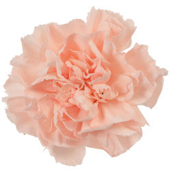 CARNATION NOVIA PEACH PEACH 25ST Fancy