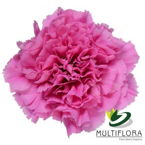 CARN Select LAV Farida 25 St(Stems)