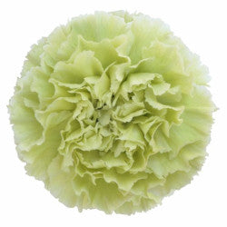 CARN Fancy GRE Prado 25 St(Stems)