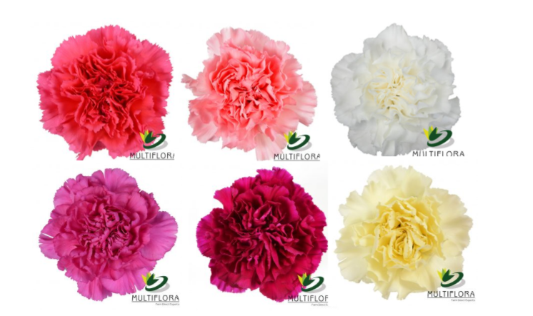 CARN Select SPE Box Mothers Pack 25(Stems)