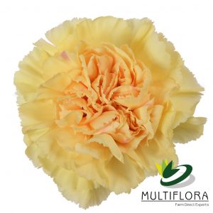 CARN Fancy GLD Gold Natalia 25 St(Stems)