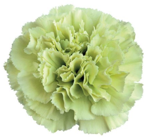 CARN Fancy GRE Prado Mint 25 St(Stems)