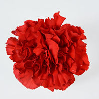 CARN Select RED Don Pedro 25 St(Stems)