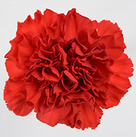 CARN Select RED Walker 25 St(Stems)