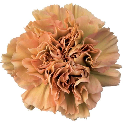 CARN Fancy TER Caramel 25 St(Stems)