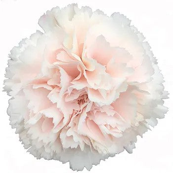 CARNATION BRUT CHAMPAGNE SEL