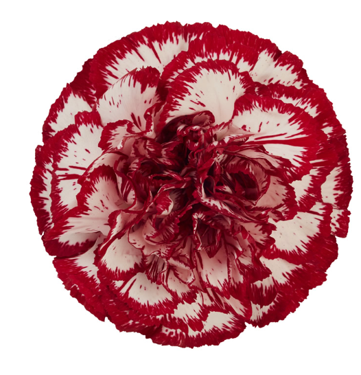 CARN Select BUR Baccarat 25 St(Stems)