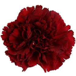 CARN Select BUR Burgundy 25st 25 St(Stems)