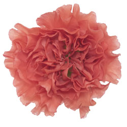 CARN Fancy ORA Caroline 25 St(Stems)