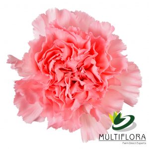 CARN Fancy LPK Doncel 25st 25 St(Stems)