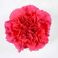 CARN Fancy DPK Dark Pink 25 St(Stems)