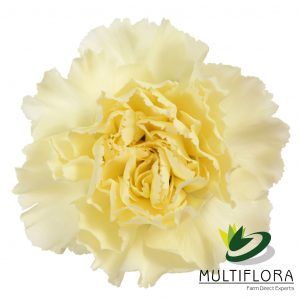 CARN Standard CRE Diletta Cream 25 St(Stems)