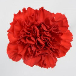 CARNATION RED 25ST Select