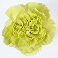 CARN Select GRE Green 25 St(Stems)