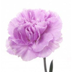 CARN Fancy LAV Lavender 25 St(Stems)