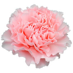 CARN Fancy LPK Light Pink 25 St(Stems)