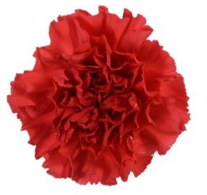CARNATION RED MAGIC 25ST Fancy