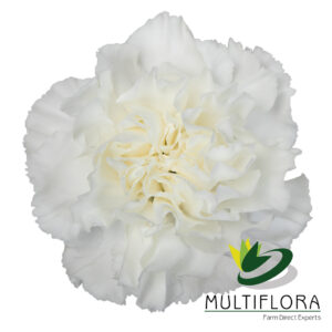 CARN Select WHI Moonlight 25 St(Stems)