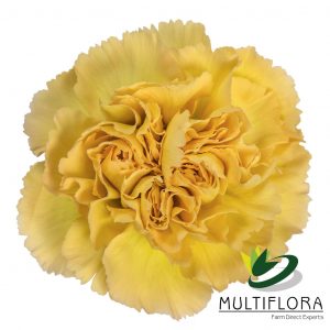 CARN Select GLD Mustard 25 St(Stems)