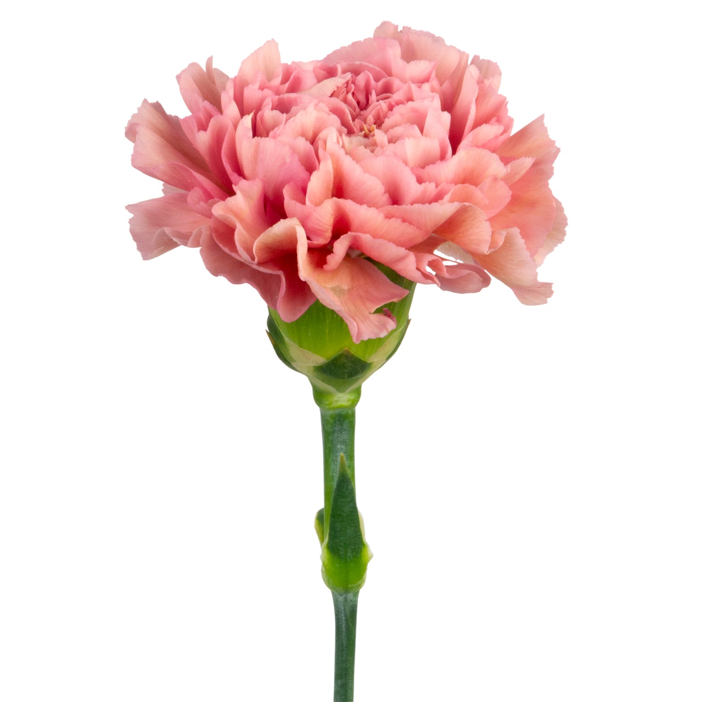 CARN TER LEGE PINK FANCY