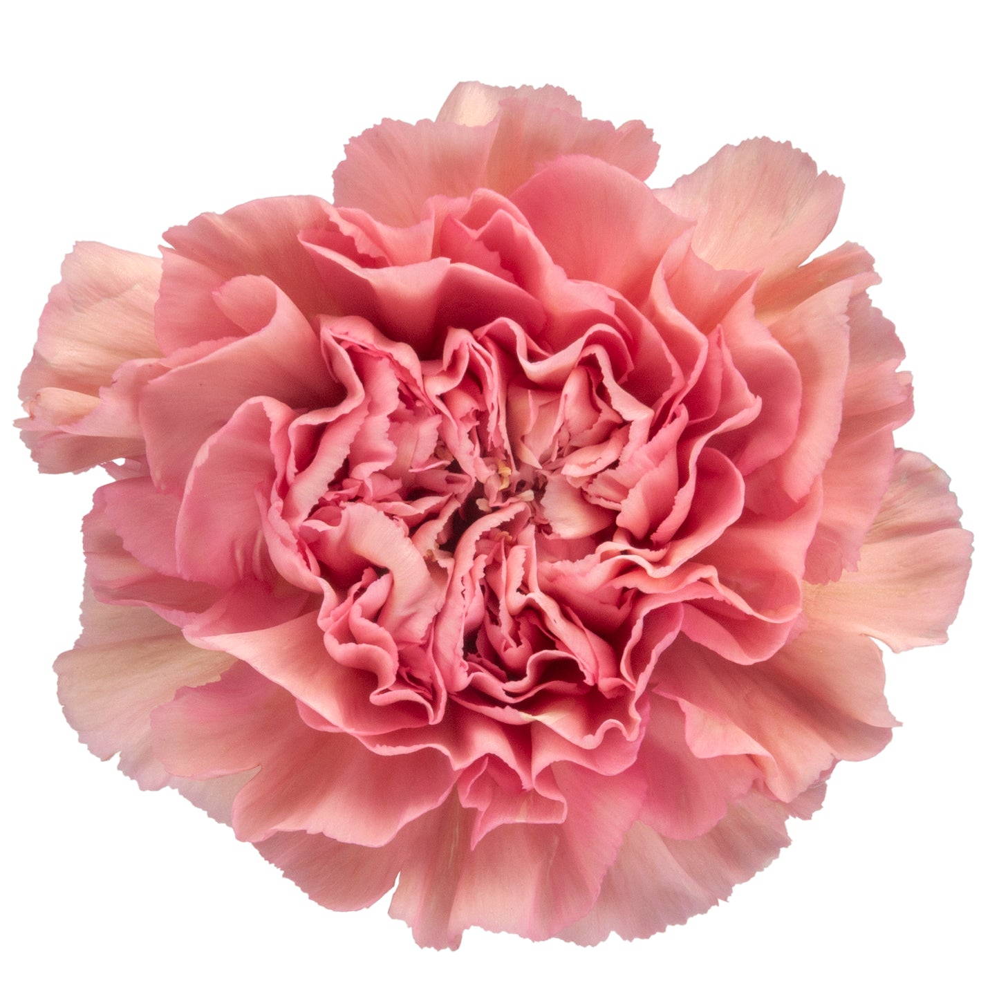 CARN TER LEGE PINK FANCY
