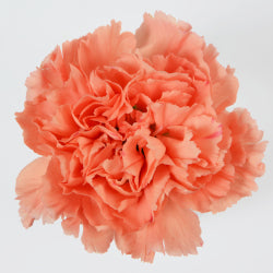 CARN Standard ORA Orange 25 St(Stems)