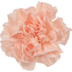 CARN Fancy PEA Peach 25 St(Stems)