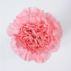 CARN Fancy PNK Pink 25 St(Stems)