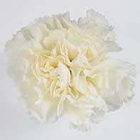 CARN Fancy WHI Randal 25 St(Stems)