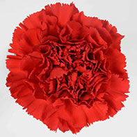 CARNATION RED 25ST Select