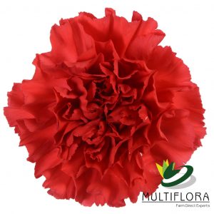 CARN Select RED Magic 25st 25 St(Stems)