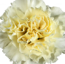 CARNATION CREMA RODAS 25ST Fancy