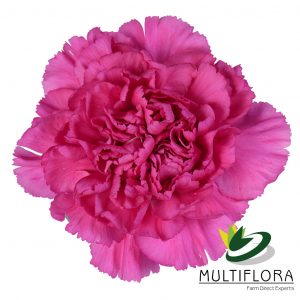CARN Select LAV Tiepolo Fucsia 25 St(Stems)