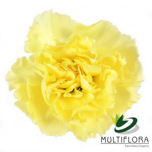 CARN Standard YEL Diletta 25 St(Stems)
