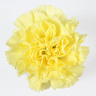 CARN Standard YEL Yellow 25 St(Stems)