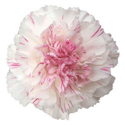 CARN Fancy BIC Yukari Cherry 25 St(Stems)