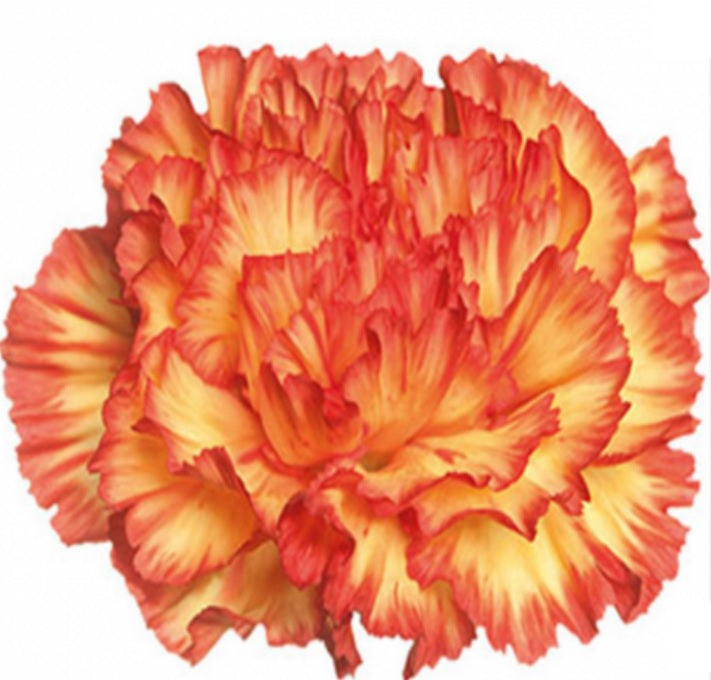 CARNATION BICOLOR YELLOW AND RED 25ST Standard