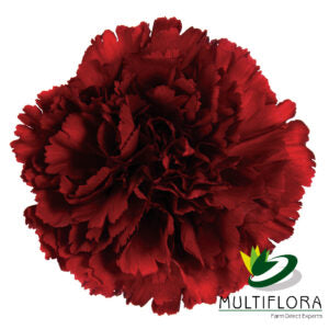 CARN Select BUR Zurigo 25 St(Stems)
