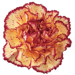 CARNATION VIANA BICOLOR YELLOW/BURGUNDY 25ST Fancy