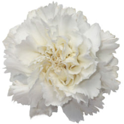 CARNATION WHITE 25ST Fancy