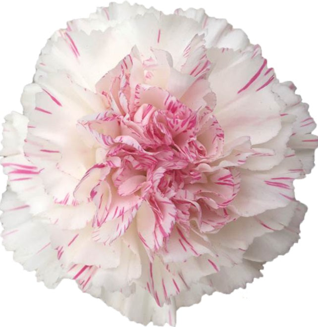 CARNATION YUKARI CHERRY WHI/PNK 25ST Select