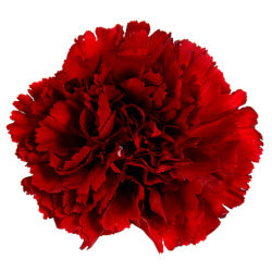 CARNATION ZURIGO BURGUNDY 25ST Fancy